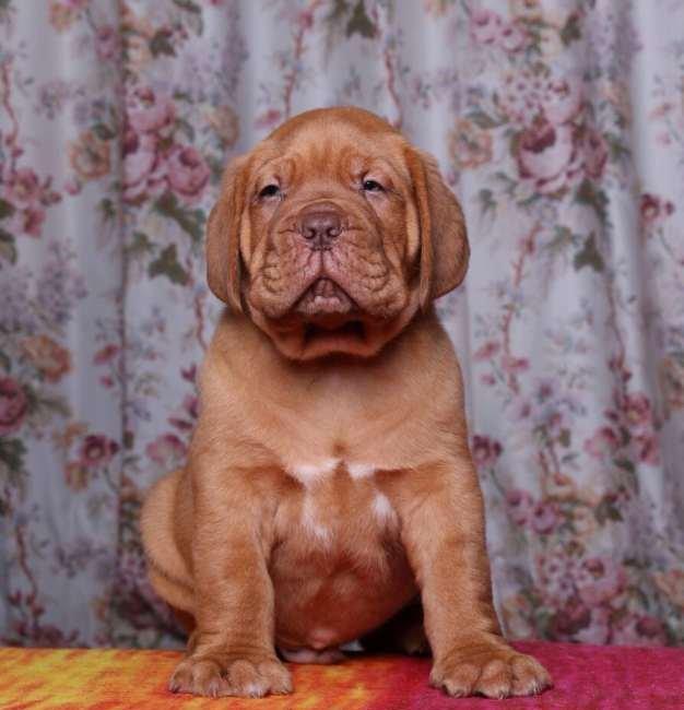 Бордоский дог Щенки с хорошей психикой , крепким здоровьем и