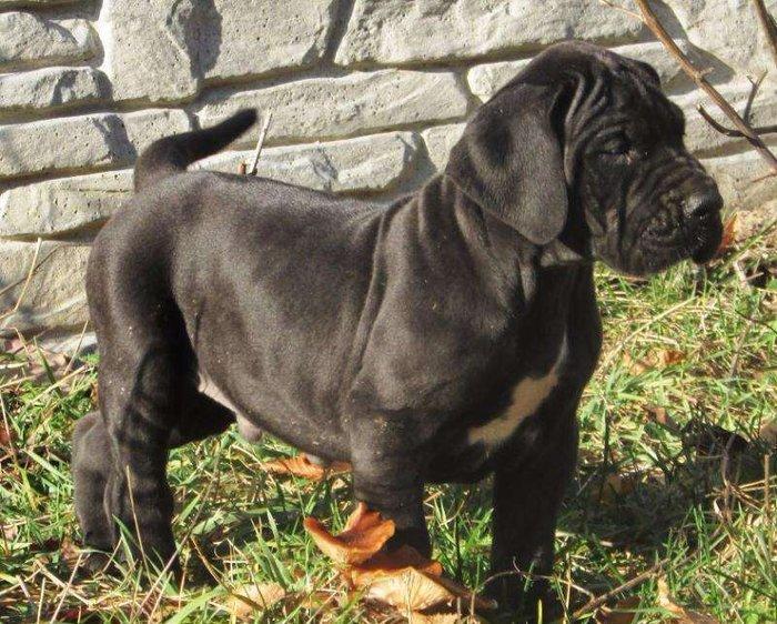 Щенки немецкого догащенки черного окраса мальчики и девочки цена на