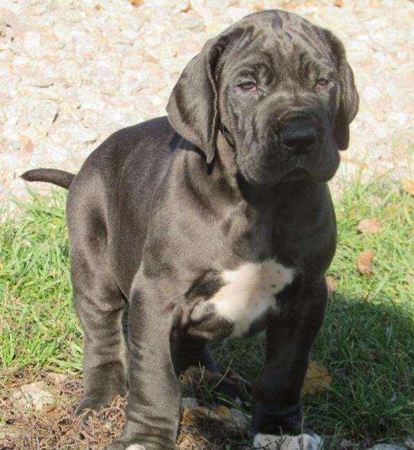 Щенки немецкого догащенки черного окраса мальчики и девочки цена на