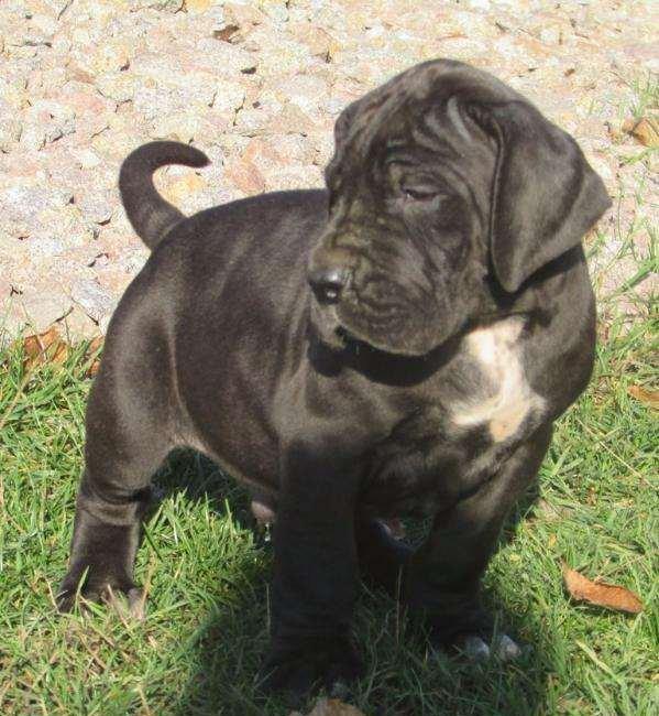 Щенки немецкого догащенки черного окраса мальчики и девочки цена на