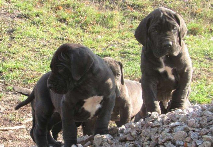 Щенки немецкого догащенки черного окраса мальчики и девочки цена на