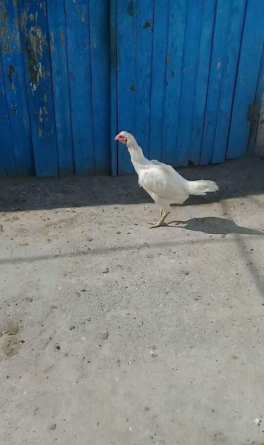 1 il yarimliq heyrati toyuqdu tuleydedi tuleyden sora yumurticey. Supe