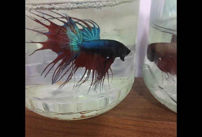 Betta (xoruz) baligi saglam baliqdi sekil oz sekilidi bundan elave