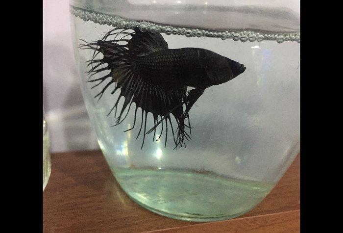 Betta (xoruz) baligi saglam baliqdi sekil oz sekilidi bundan elave