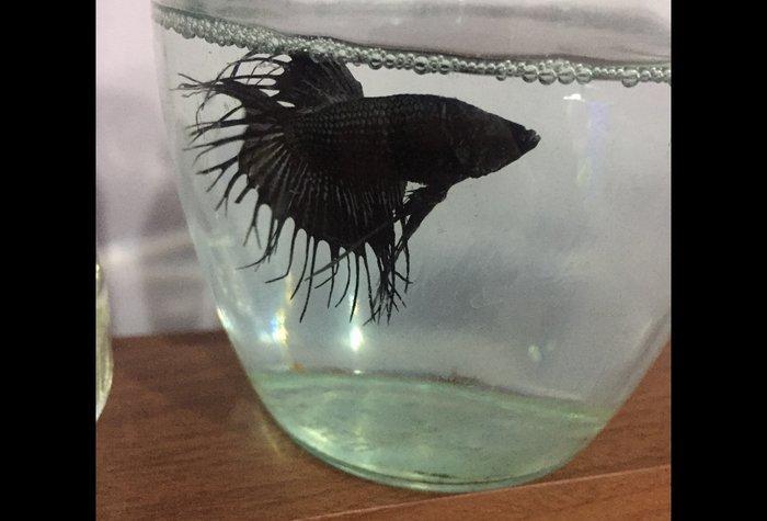 Betta (xoruz) baligi saglam baliqdi sekil oz sekilidi bundan elave