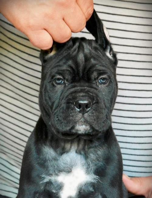 Сane-Сorso-ItalianoЩенки кане-корсо возраст 2 месяца черного и