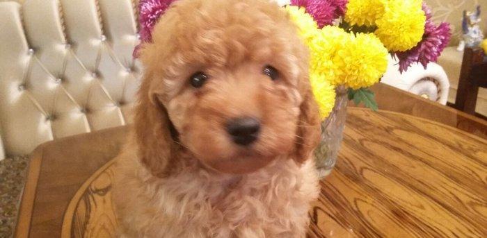 Карликовый пудель.Мальчик 2 месяца.Полностью здоров.Проглистован.