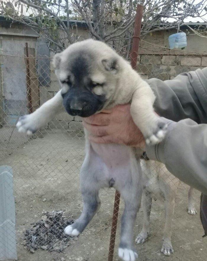 sivas kankali diwdi satlir barter yoxdu fikri  ciddi olanlar zeng etsi