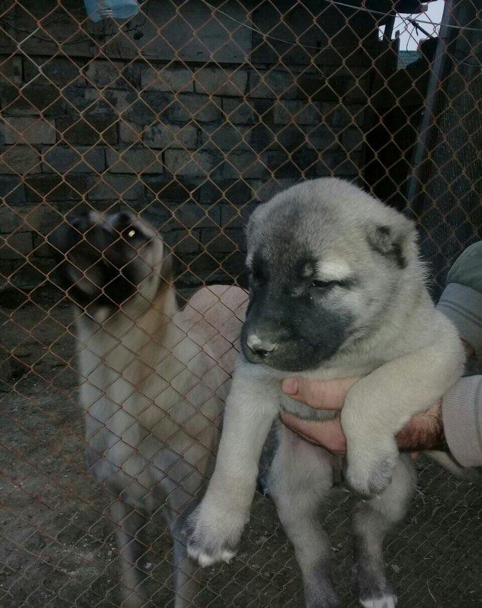 sivas kankali diwdi satlir barter yoxdu fikri  ciddi olanlar zeng etsi