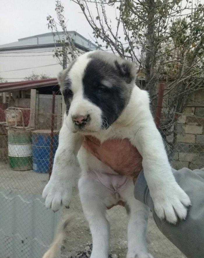 satlir malkli kankaldi diwdi barter yoxdu rial alcilar zeng etsin what