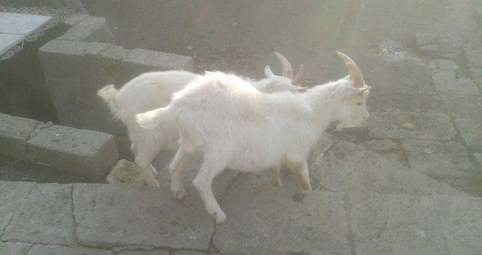 Sani keci balasi satiram bir erkey bir disi damazliq vatshap aktivdi