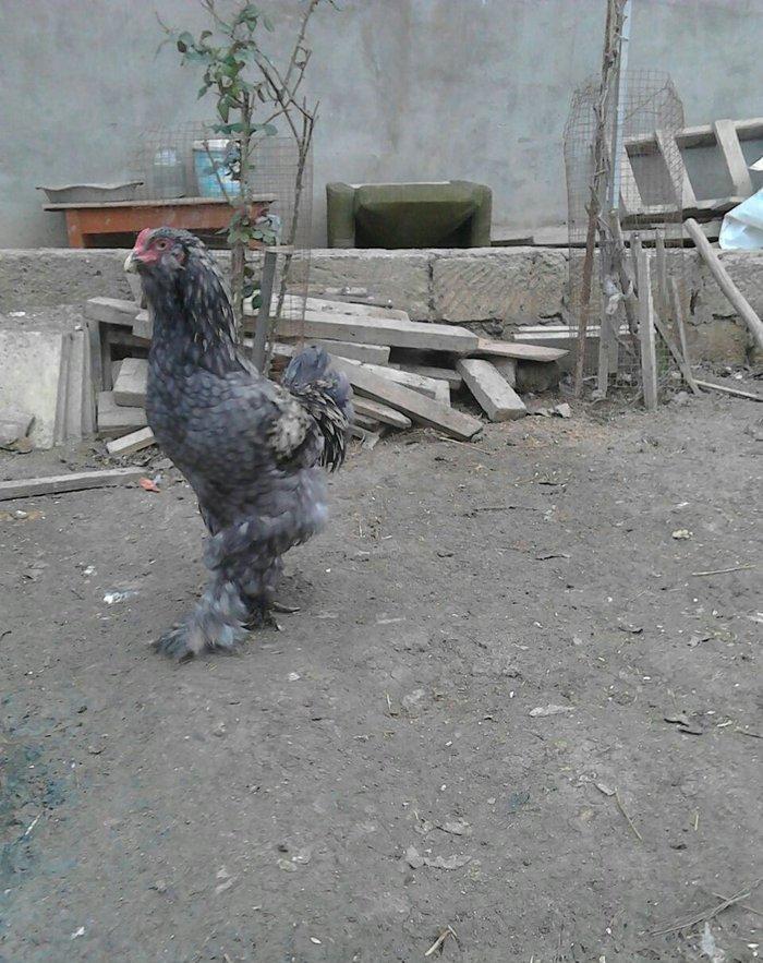 brama xoruzlari satlir 7 8 aylikdi tam damzlik heyvanardi son yeri 50