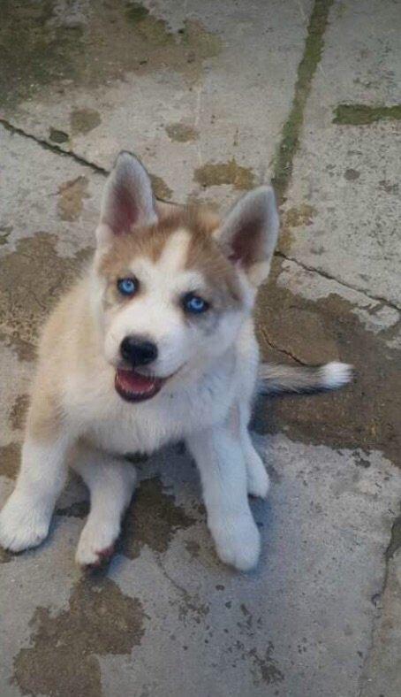 6aylix haski erkeydi. Iwimle bagli baxa bilmediyim ucun satiram. Bow y