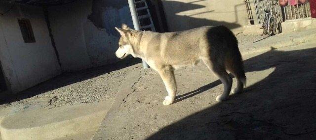 6aylix haski erkeydi. Iwimle bagli baxa bilmediyim ucun satiram. Bow y