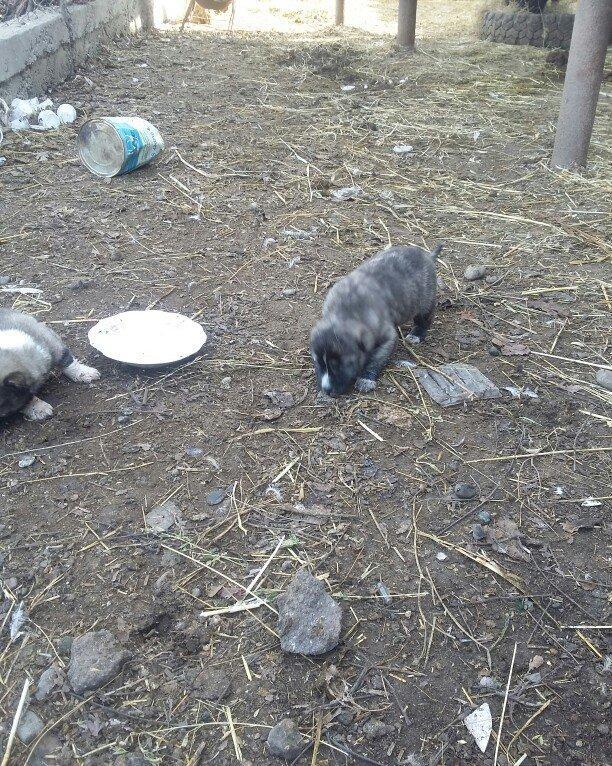 ciddi fikiri olmayannar zeng edib mazqimi xarab etmesin dagistan sortu