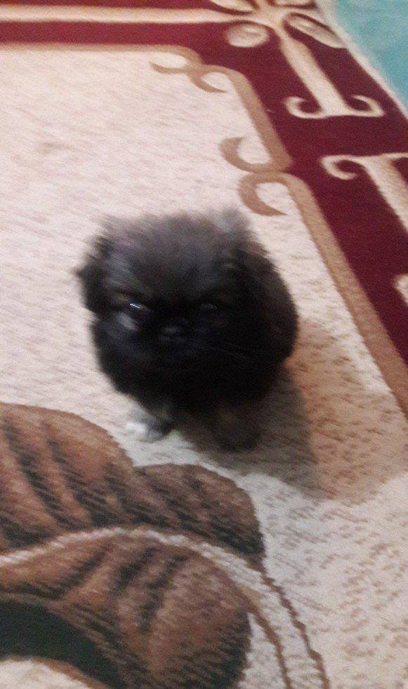 Cox gozel itdi saxlaya bilmirem iwimle duz gelmir qiymetide coox ucuz