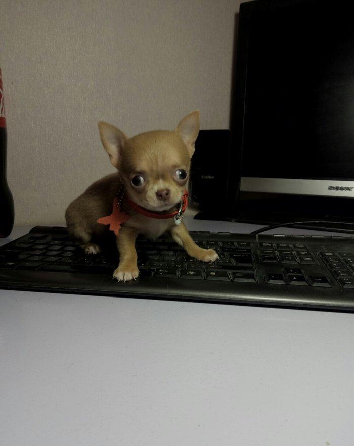 2 Ayliq cixuaxua balalari. Ag qara Kofe ve dum ag renglerde.