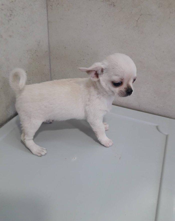 2 Ayliq cixuaxua balalari. Ag qara Kofe ve dum ag renglerde.