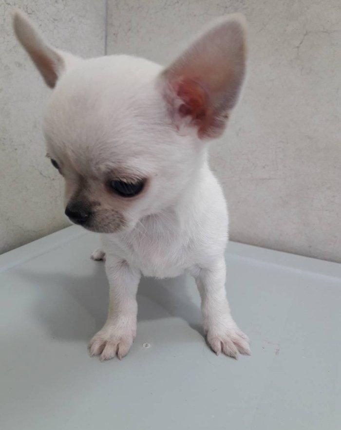 2 Ayliq cixuaxua balalari. Ag qara Kofe ve dum ag renglerde.