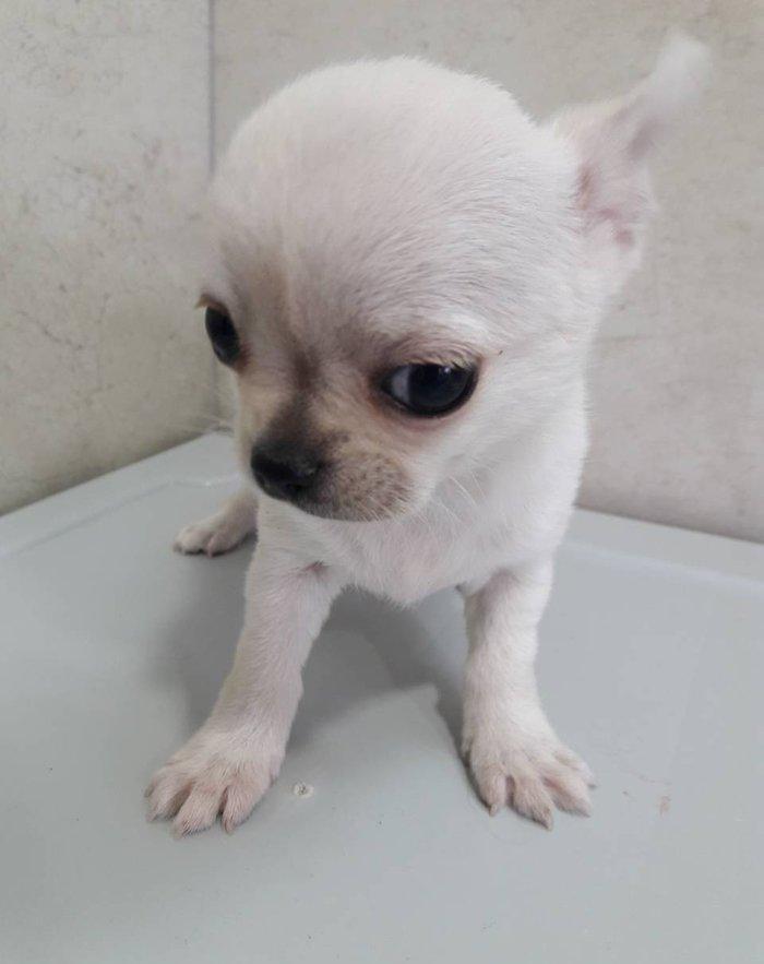 2 Ayliq cixuaxua balalari. Ag qara Kofe ve dum ag renglerde.