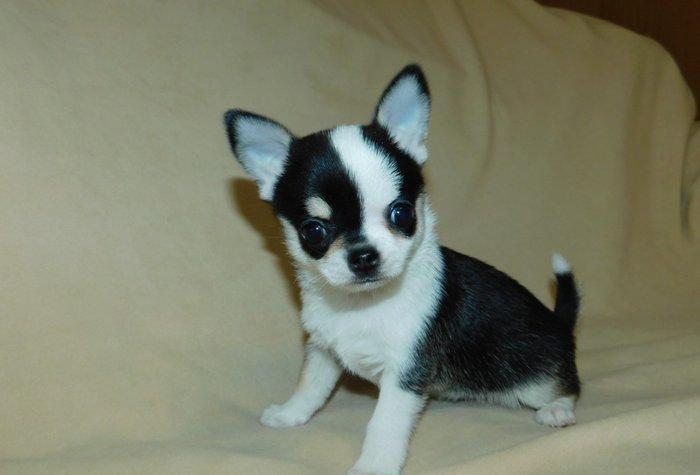 2 Ayliq cixuaxua balalari. Ag qara Kofe ve dum ag renglerde.