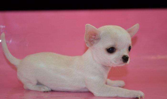 2 Ayliq cixuaxua balalari. Ag qara Kofe ve dum ag renglerde.