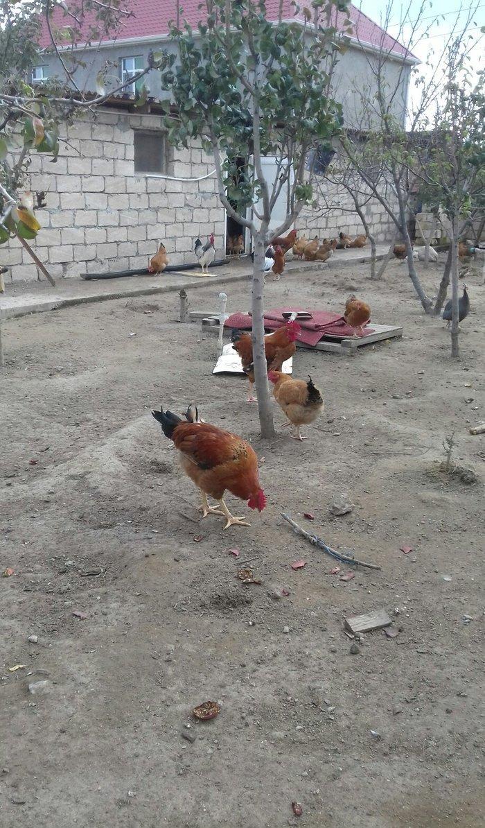 5 aylig cavan ana suru satilir yumurtuya dusubler tek tek satilmir son