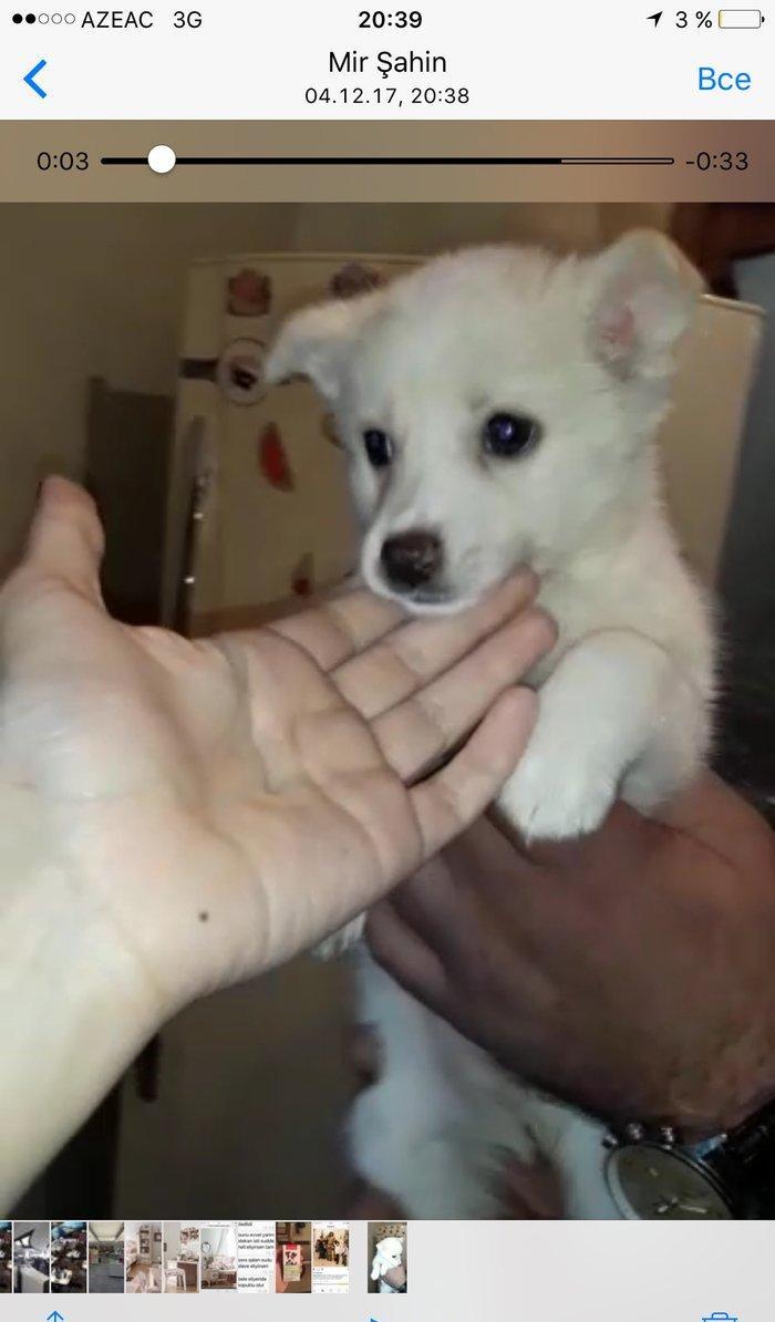 Мальтийская балонка iti satıram. 2 aylıqdı. Peyvəndləri vurulub. 700 m