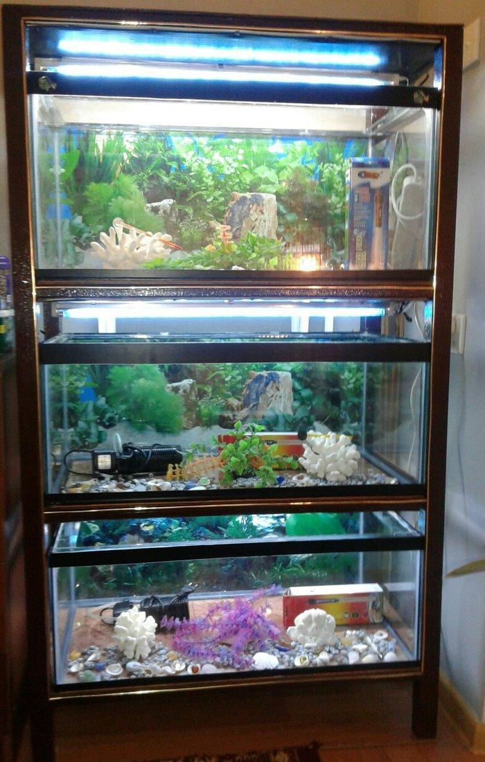 3 akvarium bir yerdə rəfli şkafla 600 manata. İçində hər şeyi var balı