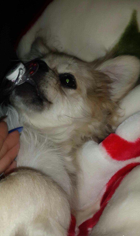 Karlik pikines 4 aylikdi peyvendleri vurulub pasportu var 350m.xahiw e