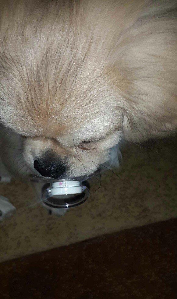 Karlik pikines 4 aylikdi peyvendleri vurulub pasportu var 350m.xahiw e