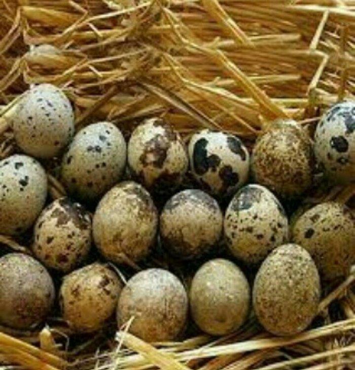 bildircin yumurtasi satilir. az sayda satilmir. eded sayi 500 den basl