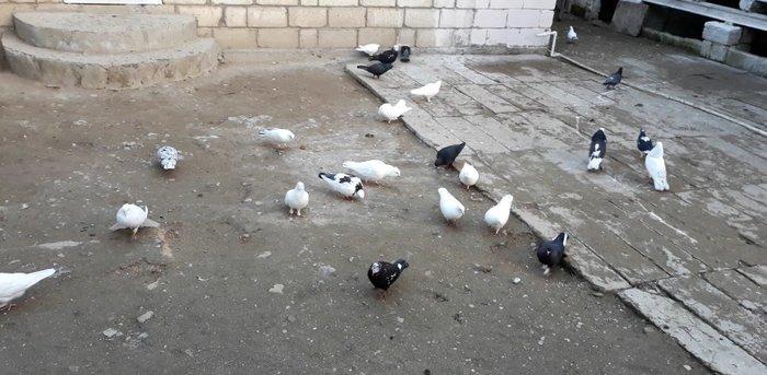 bir hin goyercindi 35 eded hamsin satiram 150 manata  riyal alicilar v