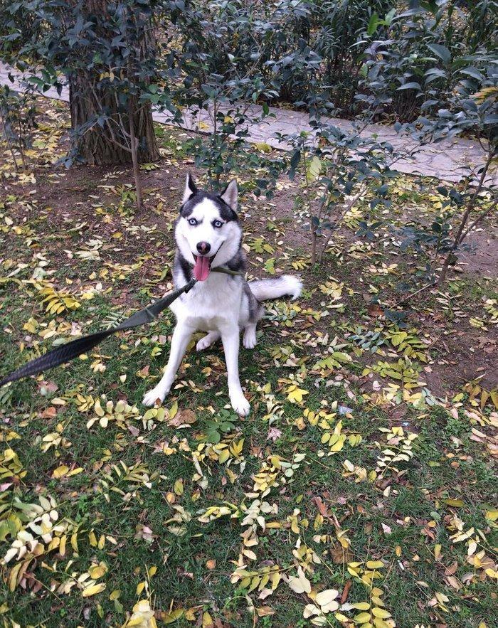 Продается собака породы хаски в связи с вынужденным переездом! Только