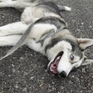 Husky ( Alyaksa malamute )