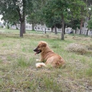 SalaM it satılır . Cinsi Golden Retriever. Balaca sortu. 8aylığdı.