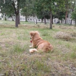 SalaM it satılır . Cinsi Golden Retriever. Balaca sortu. 8aylığdı.