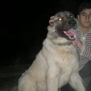 Kangal satilir