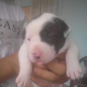 Satilir.Alabay pittbull  qariwigi.sekilleride var.