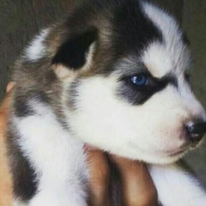 husky cins bala itler satilir