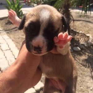 salam temiz radaslovnu baycovu pitbull balalari satilir