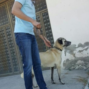 Kangal