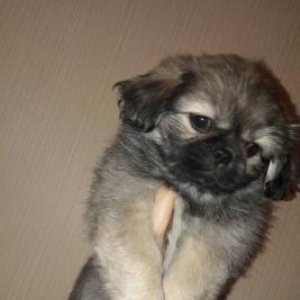 pekingese