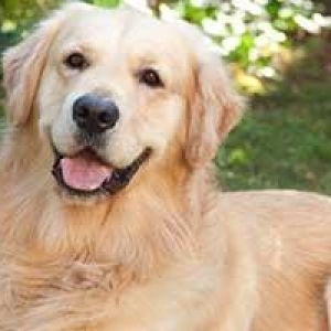 Golden retriver