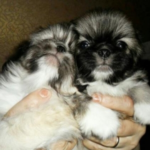 temiz cins pekines, balalari