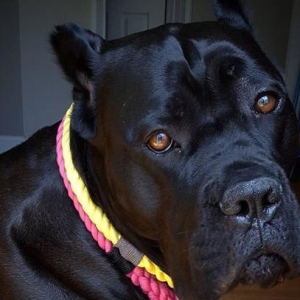 Cane Corso..