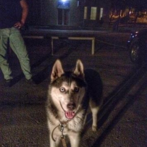 Husky