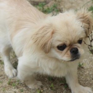 Dishi Pekines satilir