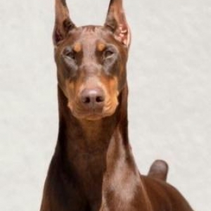 DOBERMAN