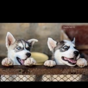 2 dene husky satilir